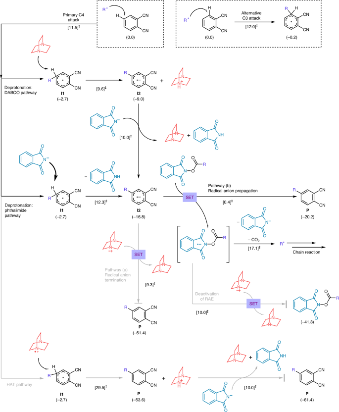 Fig. 5: Proposed mechanism for anti-Friedel–Crafts alkylation—radical alkylation reaction pathways and chain propagation.