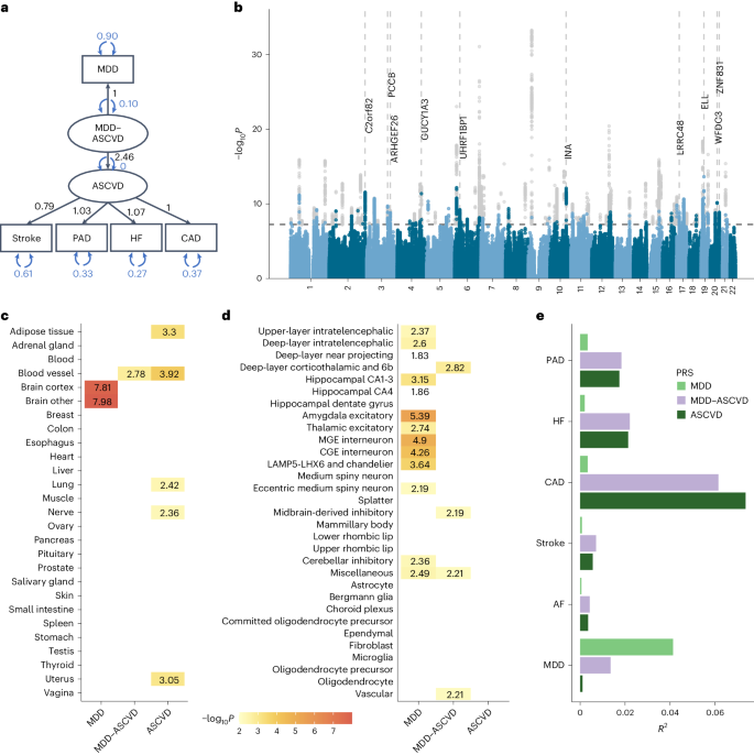 Fig. 3: Shared genetic liability latent factor for MDD–ASCVD.