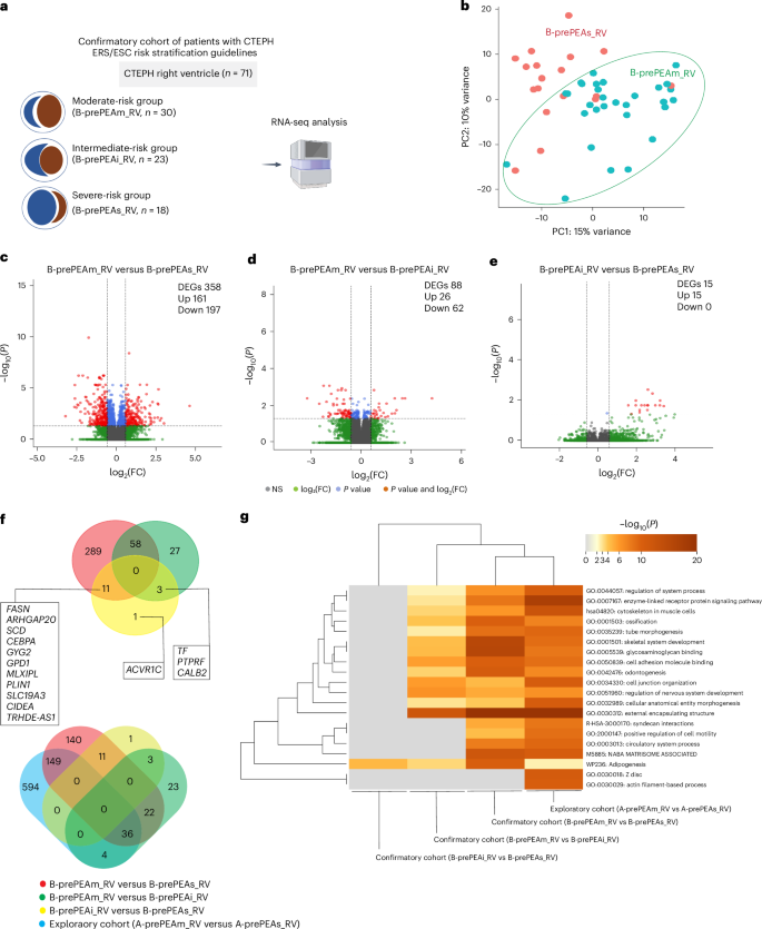 Fig. 2: Transcriptomic profiling of the right ventricle in the confirmatory cohorts of patients with CTEPH.
