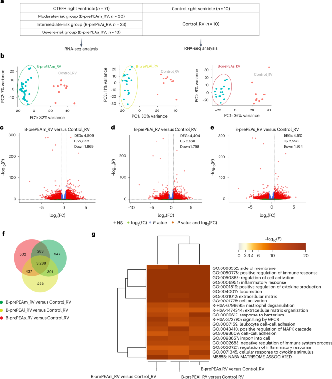 Fig. 3: Comparing the transcriptomic profiling of the right ventricle in patients with CTEPH of the confirmatory cohort with that of the control right ventricle.