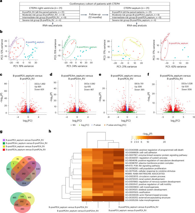 Fig. 5: Comparing the transcriptomic profiling of the right ventricle and septum in the confirmatory cohort of patients with CTEPH before and after PEA.