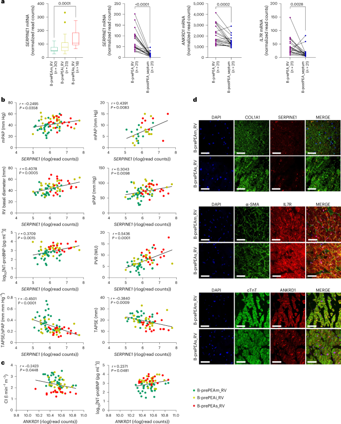 Fig. 6: Expression levels of SERPINE1, IL7R and ANKRD1 in the right ventricle and septum, and their correlation with the clinical parameters of the confirmatory cohort of patients with CTEPH.