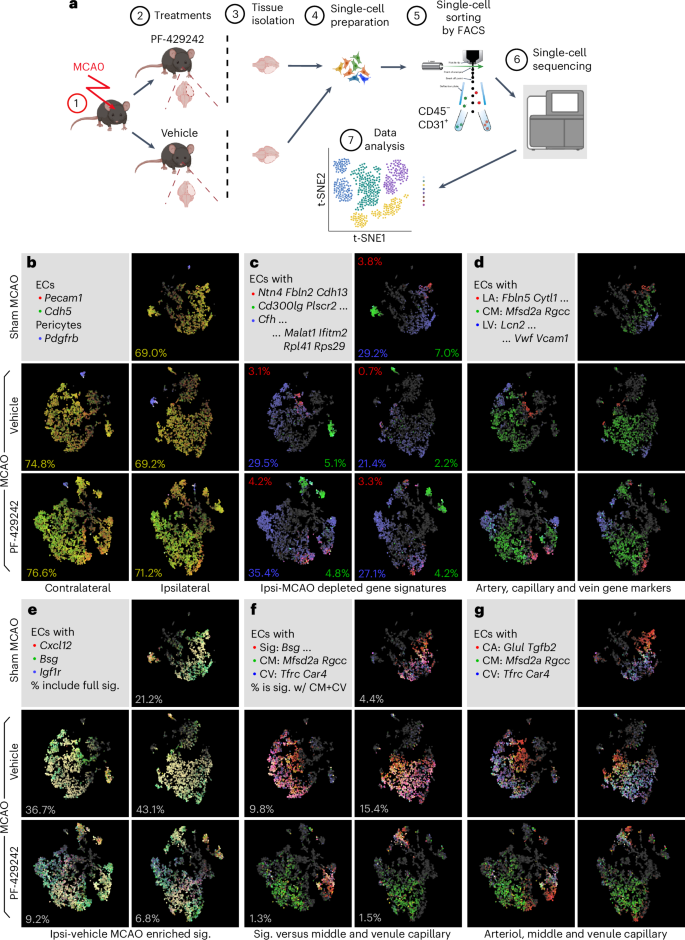 Fig. 1: Gene expression signatures associated with PF-429242 rescue.