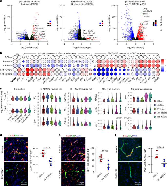 Fig. 2: Gene expression signatures associated with PF-429242 rescue. Gene expression changes in endothelial cells due to MCAO and PF-429242 rescue identified using scRNA-seq.