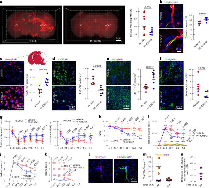 Fig. 3: MCAO-induced BBB disruption is reduced by treatment with SKI-1 inhibitor PF-429242.