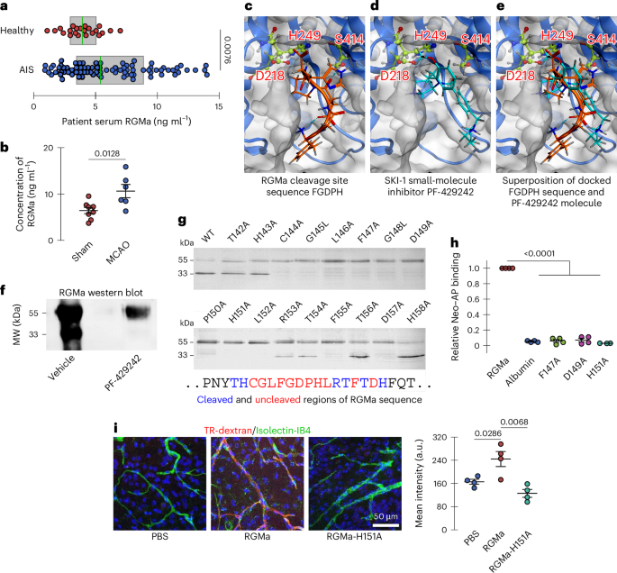 Fig. 5: RGMa is upregulated after stroke, and RGMa cleavage inhibition prevents activation of pathways that alter BBB integrity.