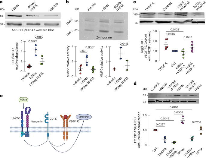 Fig. 6: Mechanism of action of RGMa.