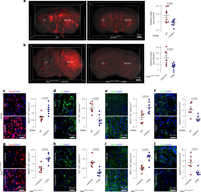 Fig. 7: MCAO-induced blood vessel disruption and cellular damage are reduced in RGMa cleavage mutants and endothelial-specific Neo-KO mice.