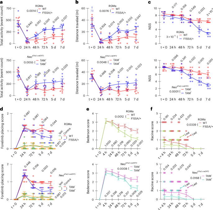 Fig. 8: Disruption of RGMa–Neo1 signaling pathway reduced behavioral deficits observed over 7 days after MCAO.