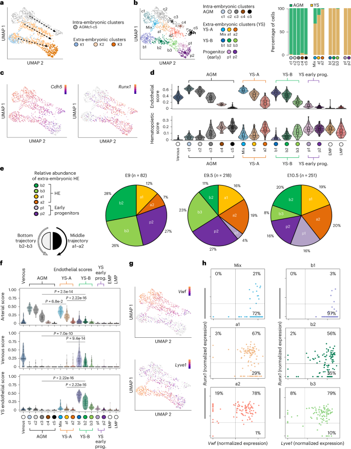 Fig. 2: Two extra-embryonic EHT trajectories with distinct endothelial signatures.