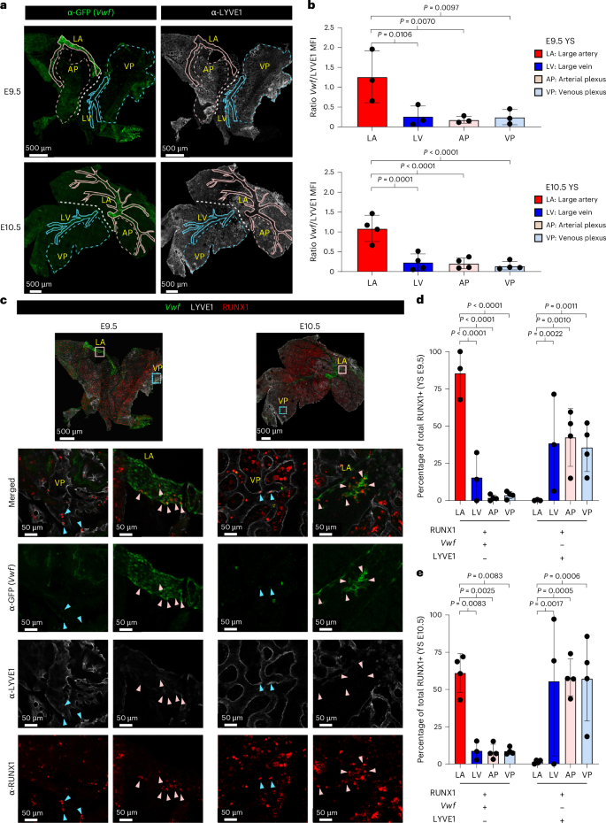 Fig. 3: Spatial separation between transcriptomically different EHT trajectories in the yolk sac.