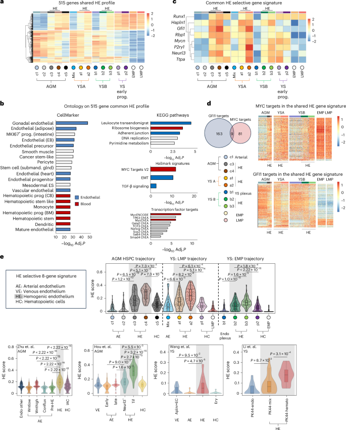 Fig. 5: The shared common HE signature is marked by the transcription factors Gfi1 and Mycn.