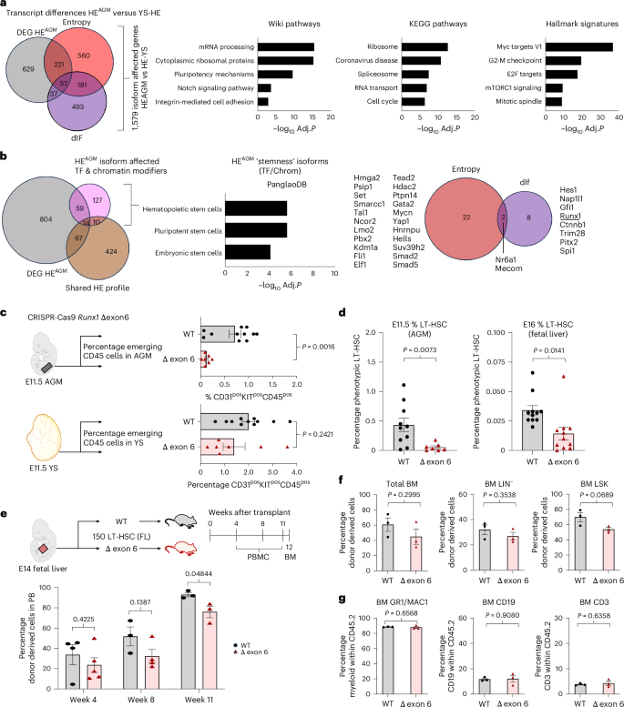 Fig. 7: Loss of exon 6 containing Runx1 isoforms impacts HSC emergence.