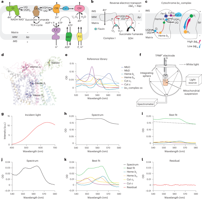 Fig. 1: Multi-wavelength absorbance spectroscopy in isolated mitochondria.