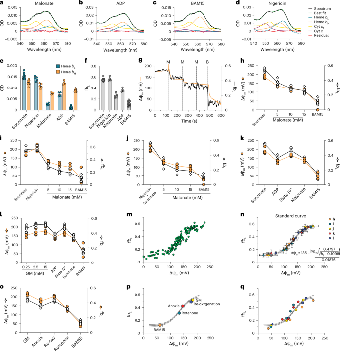 Fig. 2: In vitro calibration of b heme absorbance against ΔΨm.