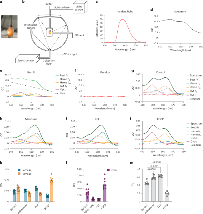 Fig. 3: Measurement of ΔΨm in the heart.