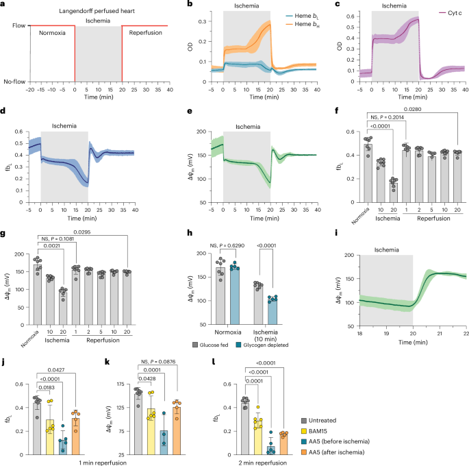 Fig. 4: Changes in ΔΨm within the heart during ischemia and reperfusion.