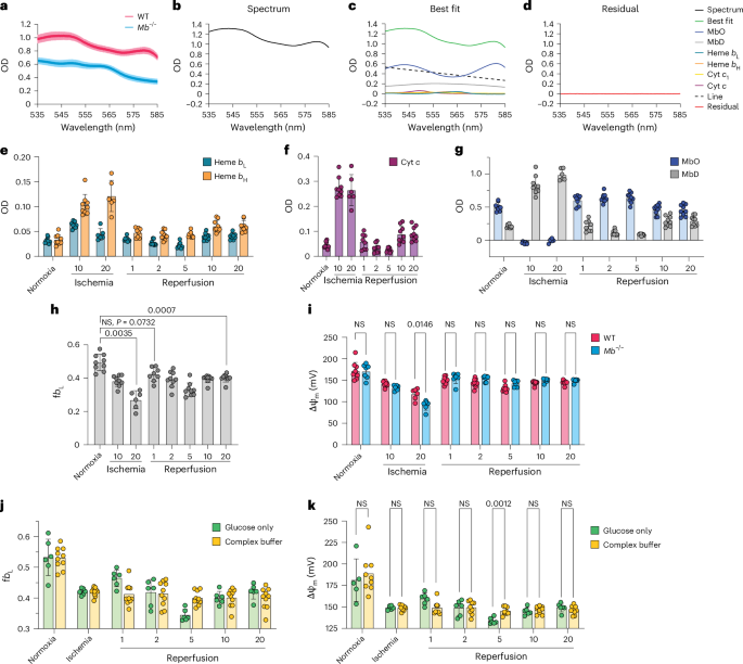 Fig. 5: Changes in ΔΨm within the WT heart during ischemia and reperfusion.