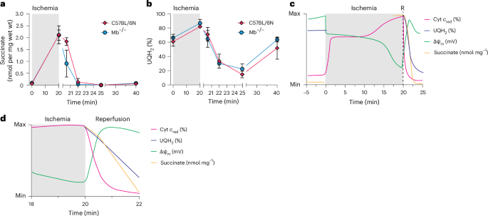 Fig. 6: Metabolic changes during ischemia and reperfusion.