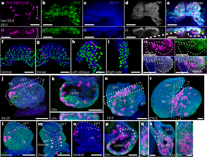 Fig. 2: Tbx5+/Mef2cAHF+ lineage is prefigured in early mouse heart development.
