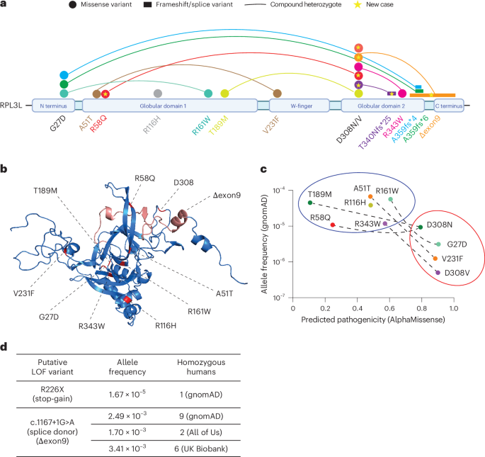 Fig. 1: Hotspot variants G27D and D308N/V as potential drivers in RPL3L-linked DCM.