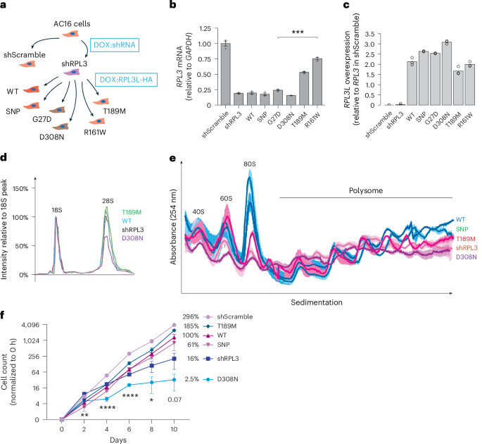 Fig. 3: Hotspot variants disrupt ribosome biogenesis and impair cell viability.