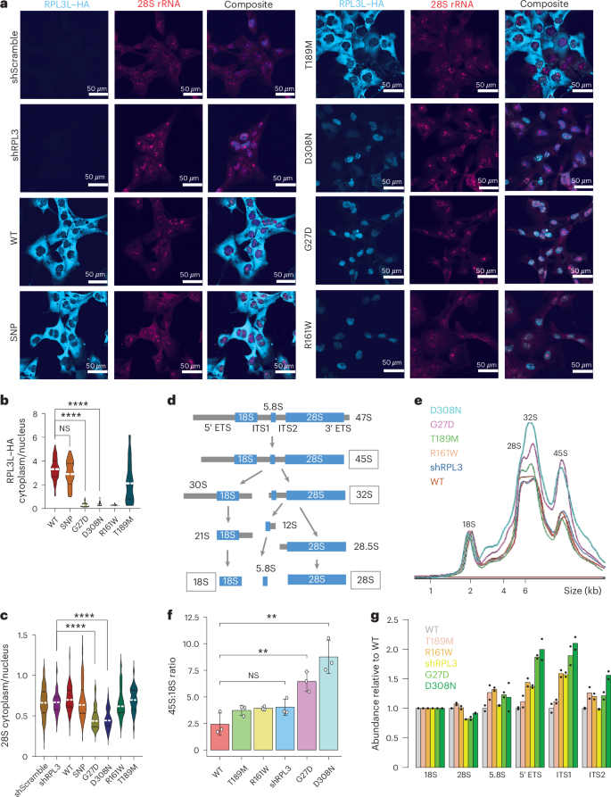 Fig. 4: Hotspot variants are sequestered in the nucleus and impair rRNA processing.