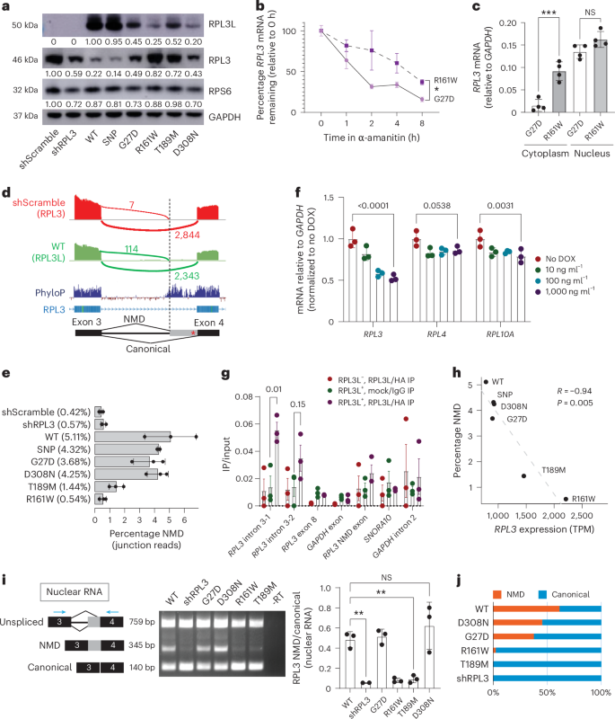 Fig. 6: Hotspot variants block RPL3 compensation via unproductive splicing.