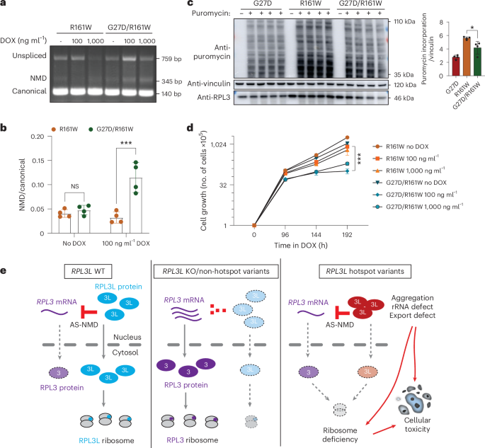 Fig. 7: Translation and cell growth defects in engineered compound heterozygous cells.