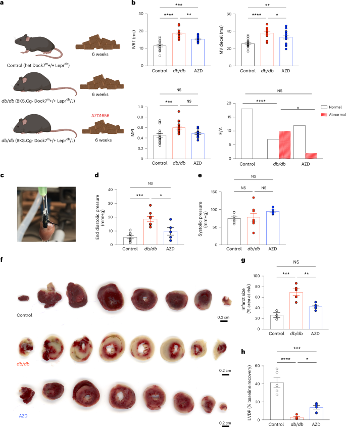 Fig. 1: AZD1656 treatment attenuates diastolic dysfunction and reduces infarct size in dbCM.