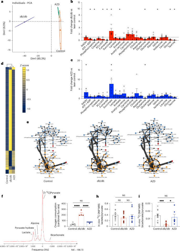 Fig. 2: AZD1656 treatment improves cardiac metabolism in dbCM.