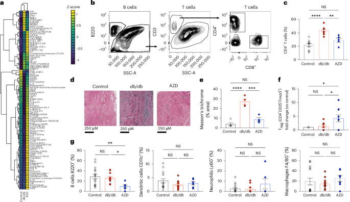 Fig. 5: AZD1656 treatment reduces T cell-mediated cardiac inflammation and fibrosis in dbCM.