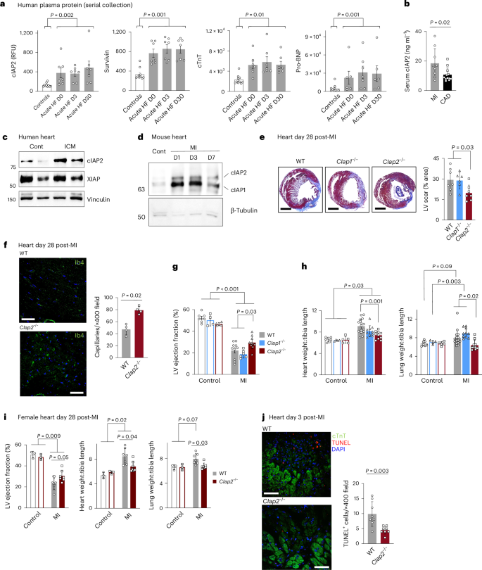 Fig. 1: cIAP2 promotes injury following myocardial infarction.