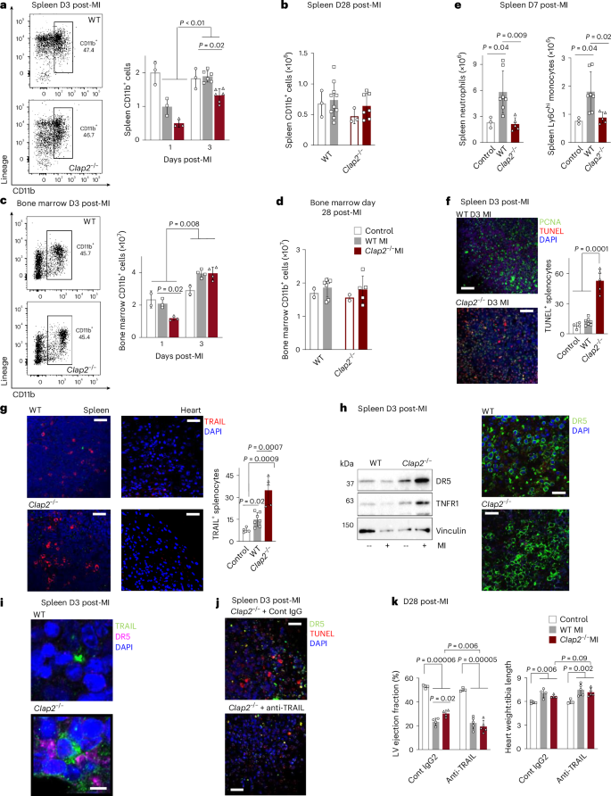 Fig. 3: Reduction of inflammatory cells in CIap2−/−MI-operated mice.