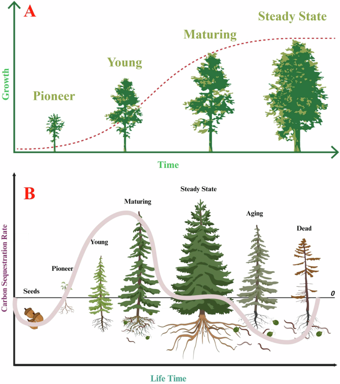 Fig. 1: Understanding the contribution of trees in carbon storage requires evaluating both aboveground growth and whole-cycle biomass over life time.