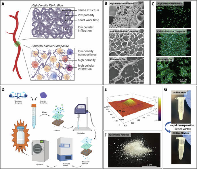 Fig. 1: Overview of Fibrin-Based Nanoparticles (FBNs) and FBN Gels.