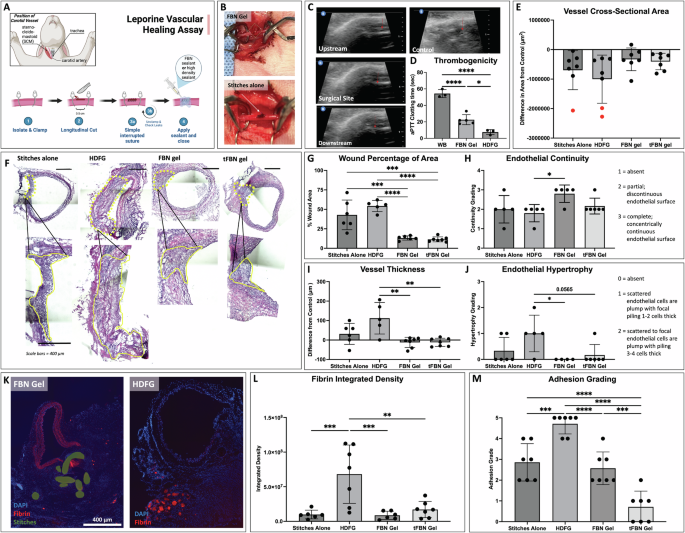 Fig. 4: In Vivo Evaluation of FBN Gels for Wound Healing in a Leporine Model of Vascular Anastomosis.