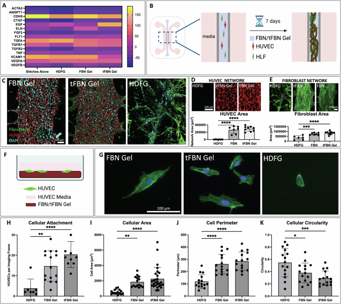 Fig. 5: Comparison of Transcriptomic and Cellular Outcomes of Colloidal-Fibrillar and Bulk Sealant Materials.