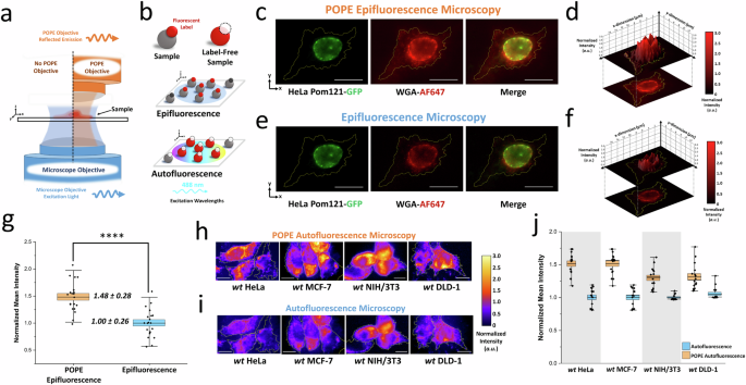 Fig. 4: Enhanced epifluorescence and autofluorescence microscopy with the POPE attachment.