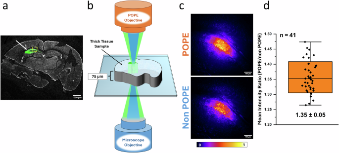 Fig. 5: POPE imaging of mouse brain slices.