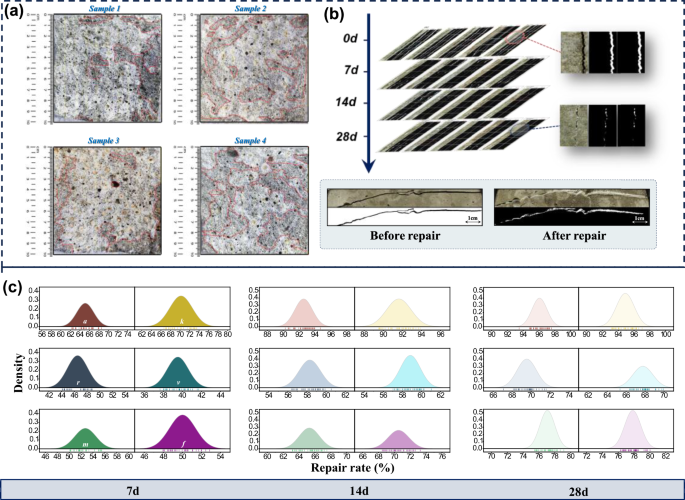 Fig. 2: Uncovering the mechanism of microbial crack repair through multi-scale characterization.