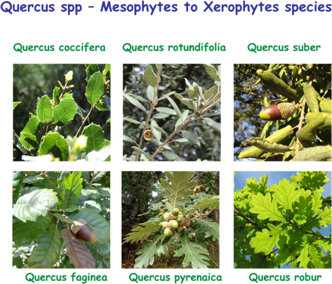 Fig. 2: Leaf trait assessment of shrub and tree species: Quercus challenge.
