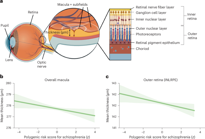 Fig. 1: Association between genetic risk for schizophrenia and retinal thickness.