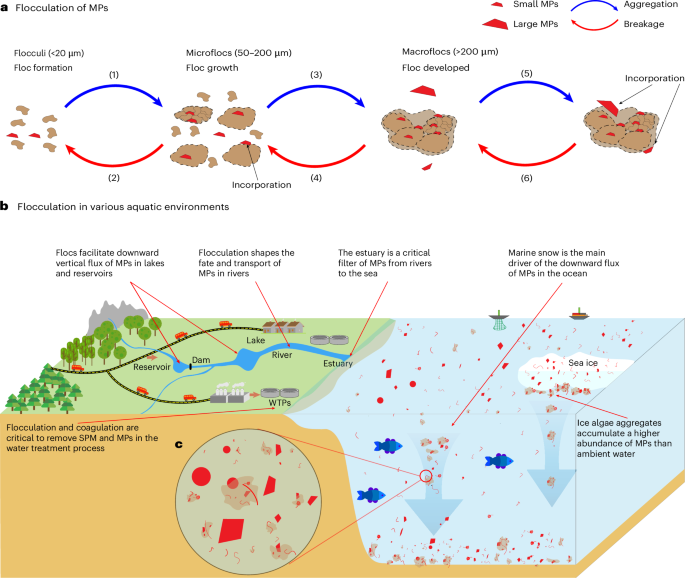 Macroflocculation Flocs as vectors for microplastics in the aquatic environment | Nature ...