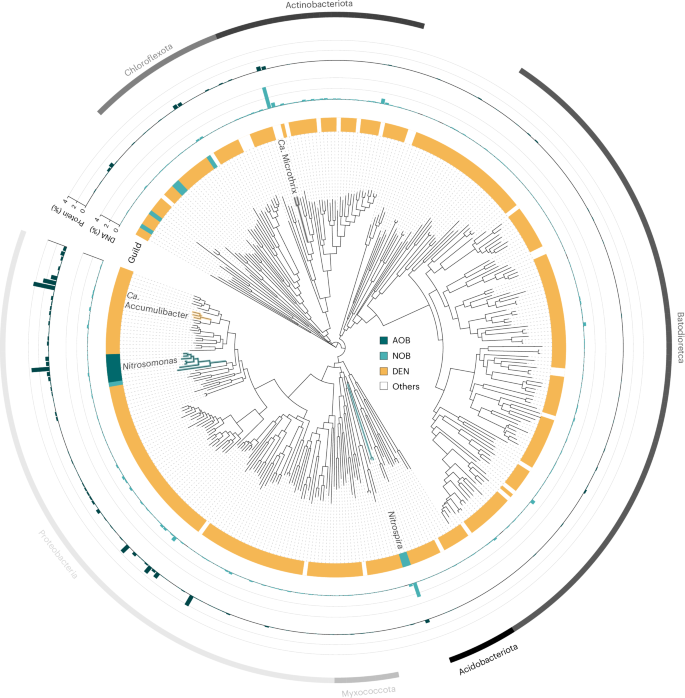 Fig. 3: Phylogenetic tree of the 347 bacterial HQ MAGs extracted from activated sludge.