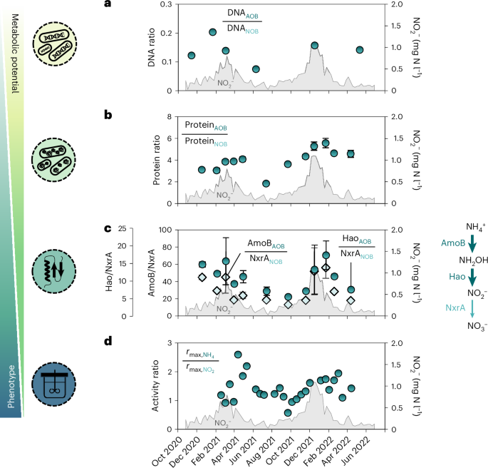 Fig. 5: Genomic, proteomic and maximum activity fluctuations of AOB and NOB in activated sludge during periods of high and low nitrite accumulation.