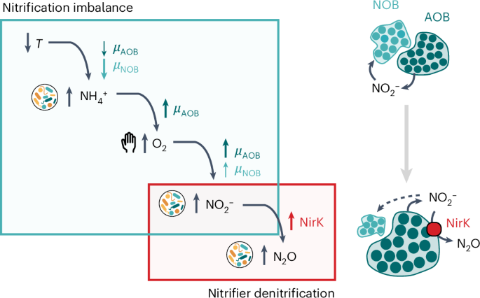 Fig. 7: Schematic representation of the proposed ecophysiological cascade underlying seasonal N2O emissions in WWTPs.