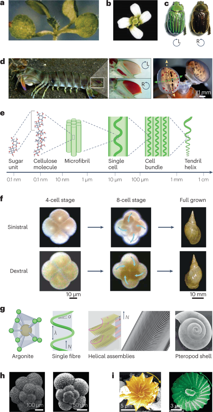 Bioinspired chiral inorganic nanomaterials