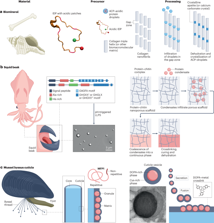 Design principles of PI(4,5)P2 clustering under protein-free conditions:  Specific cation effects and calcium-potassium synergy