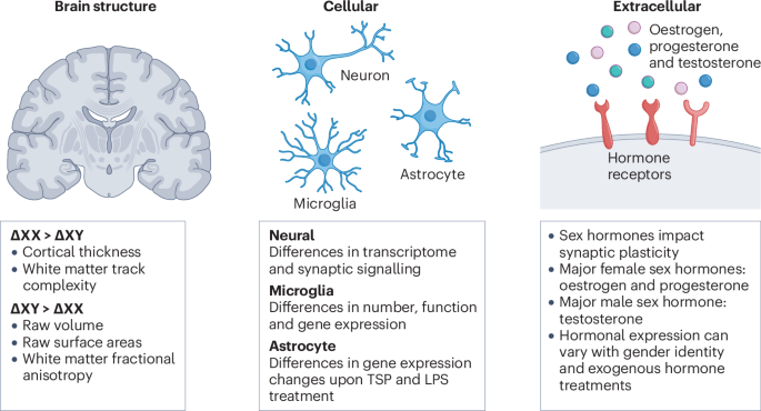 Modelling sex differences of neurological disorders in vitro | Nature ...